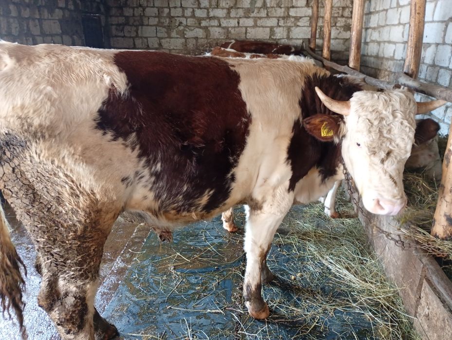 Junică gestantă în 8 luni foarte cuminte cu tratamentele la zi