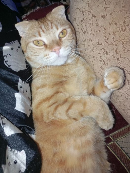 Отдам котика в добрые руки!