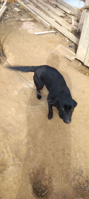 Щенки бесплатно отдам