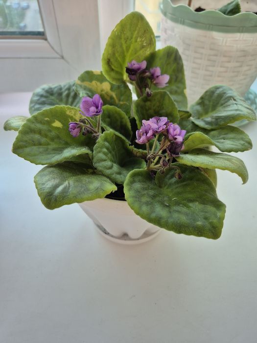 Продам комнатные фиалки