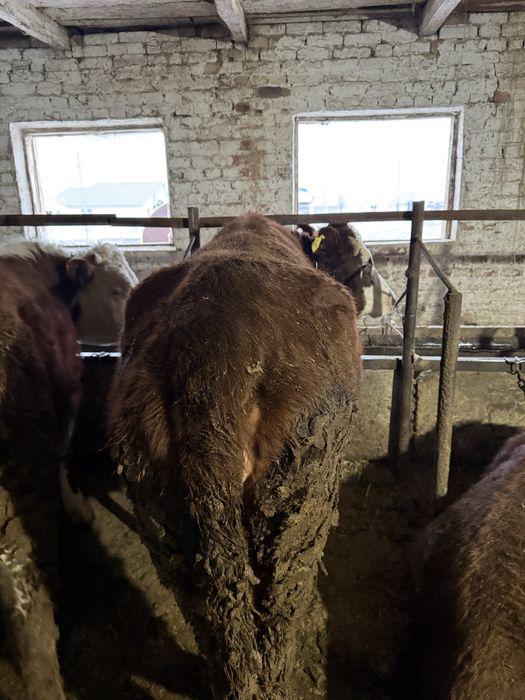 Семіз сиыр сатылады