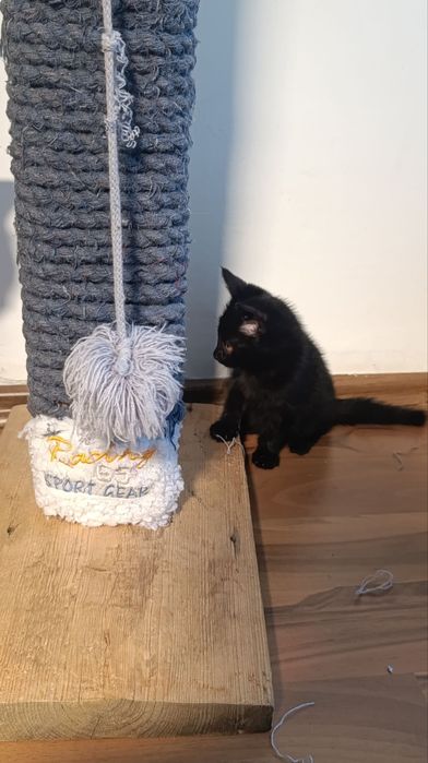 Чёрный котёнок — отдам даром в добрые руки!
Малышу 1 месяц.
Он ласковы