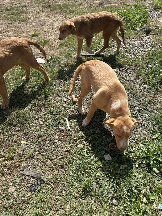 Căței spe adoptie