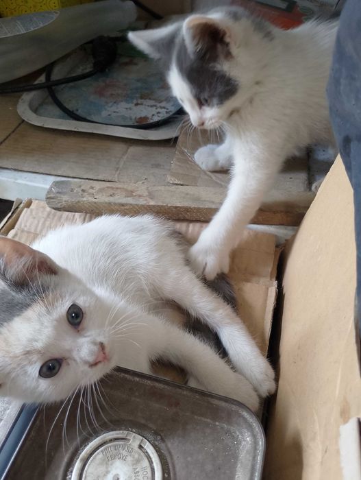 Подарявам малки котета