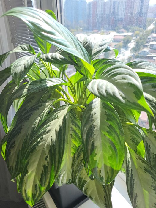 Продам комнатный цветок Аглаомена