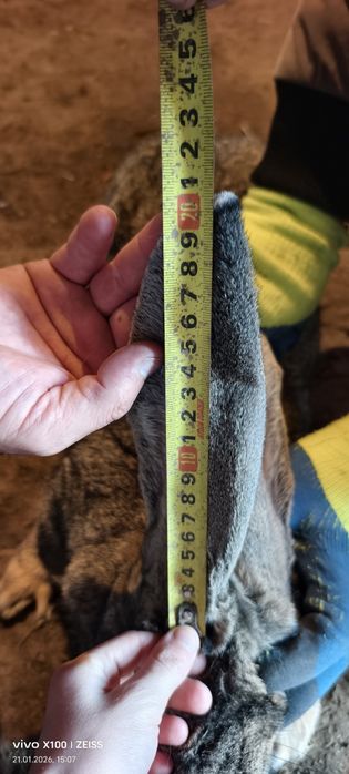 кралиха фландер р