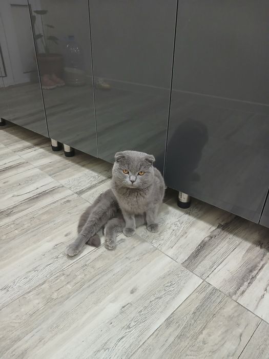 Скотиш кошка рародистий