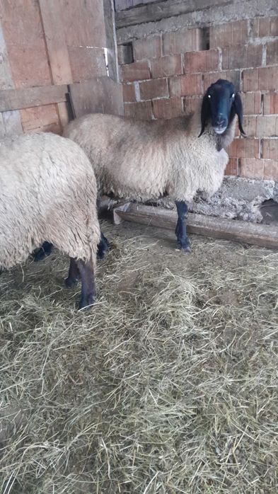 Vand oaie carabaș sârbesc