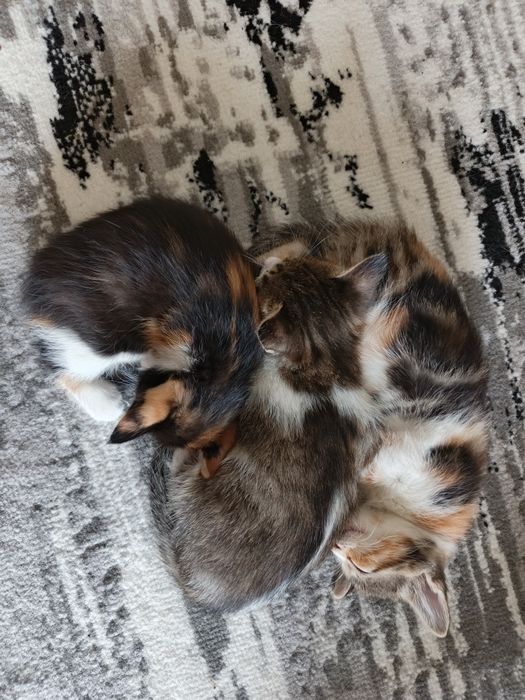 Котята, 2 месяца. Отдаются бесплатно
