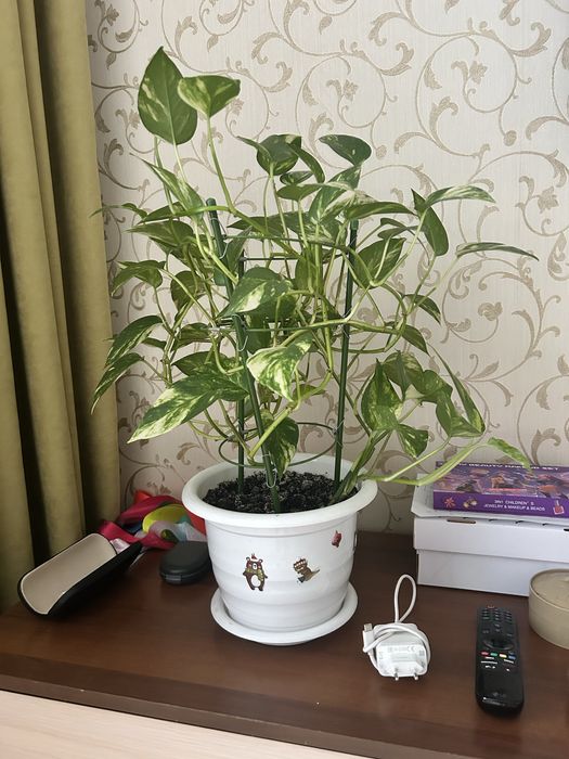 Комнатное растение