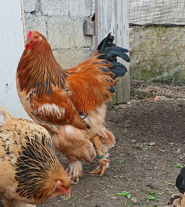 Cocos brahma columbia galben negru