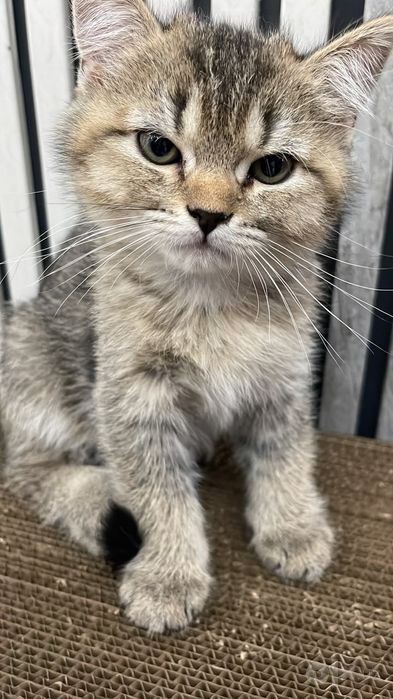 Отдоется котонек