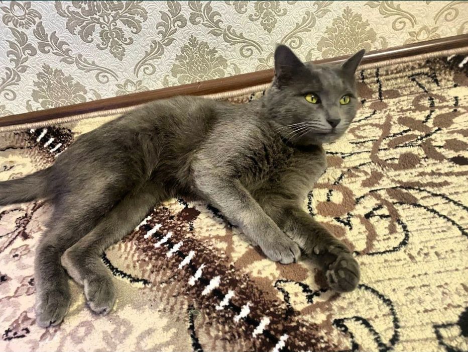 Skotish Strayt Britaniyskiy Sotiladi