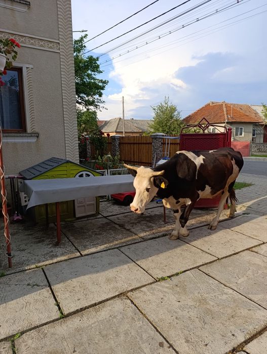 Doua Vaci de vânzare