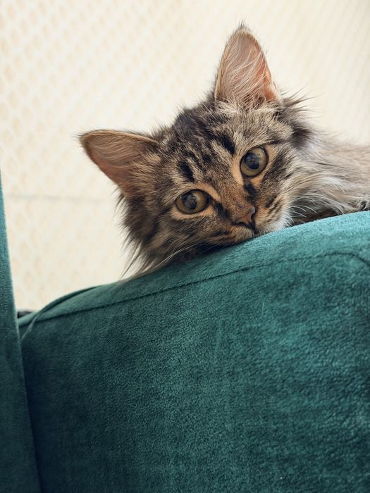 Ласковый котёнок 3 месяца в добрые руки