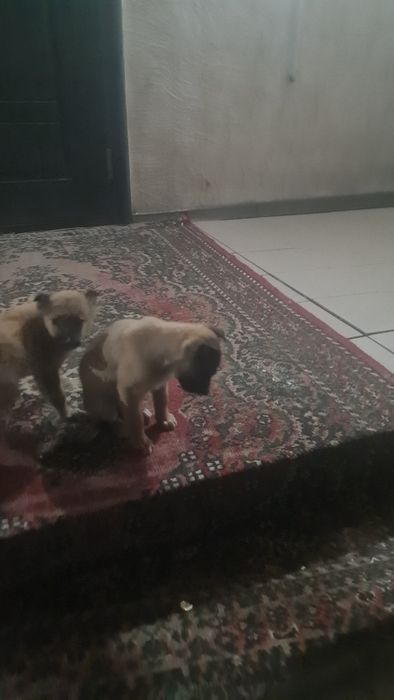 Щенки бельгийской овчарки