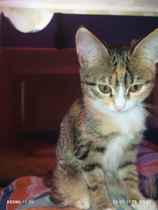 Отдам в добрые руки