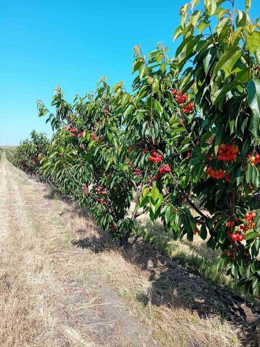 Продава се Земеделски имот в с. Черно море, Област Бургас -  кв.м за 265 €/дка - Снимка #1