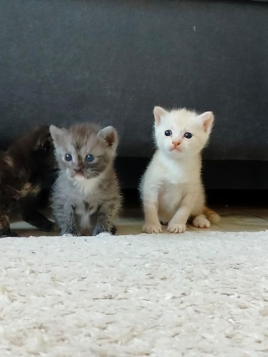Котята ищут дом,очень ласковые