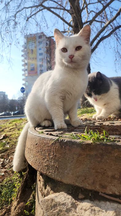 Бяло коте търси дом