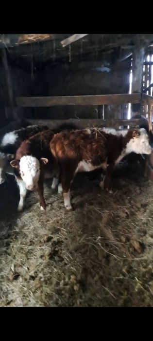 Продам подсосных телят