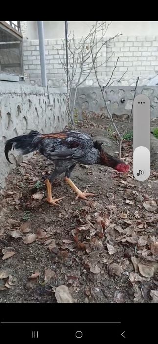 Хурозлар сотилади