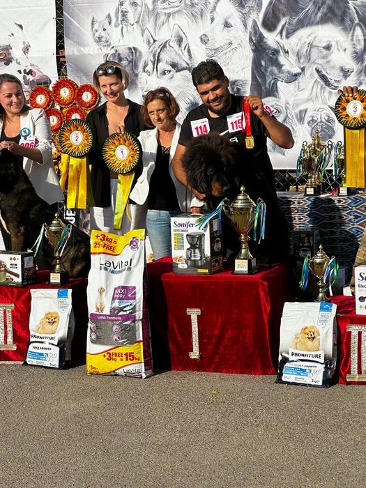 Дрессировка собак