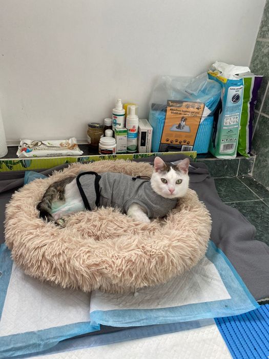Pet sitter / Bonă pentru animale