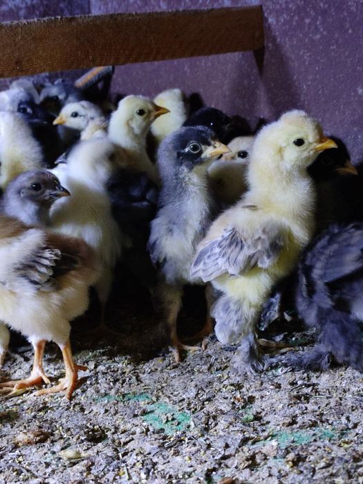 Хар хил зотли жужалар сотилади