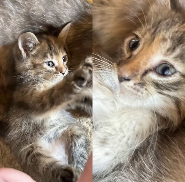 отдам котят в добрые руки + портрет