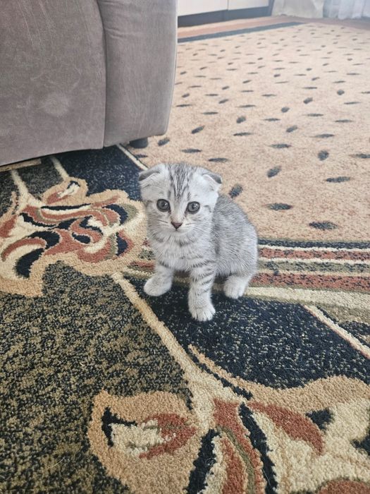 Британские котята