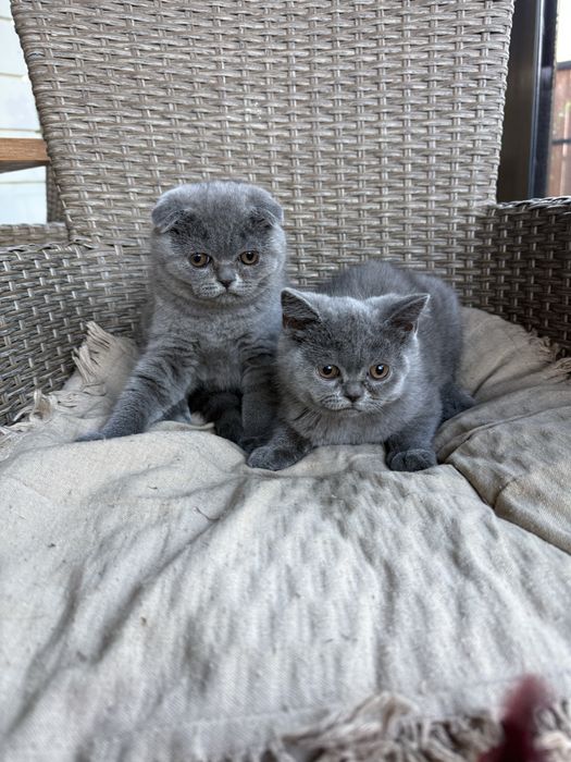 Котенца Шотландски късокосмести