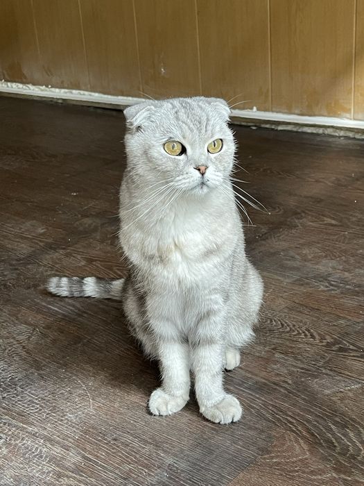 Шотландский вислоухий кот