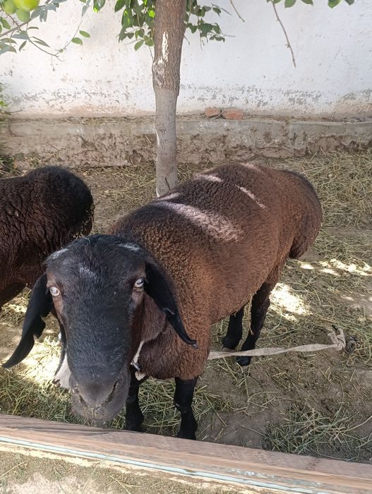 Qoʻylar sotiladi boqishga tayyor holatda kelishamiz