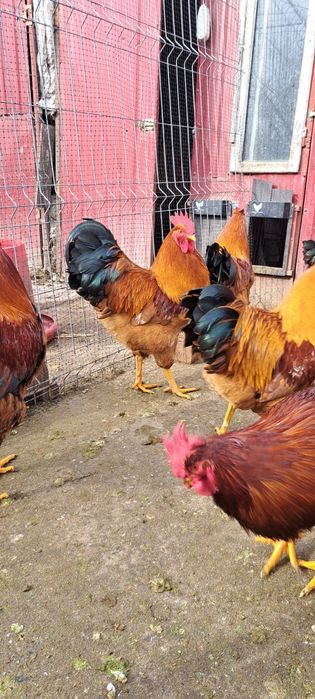 Cocoși New Hampshire, Australorp, Brahma, Rațe Moscovite