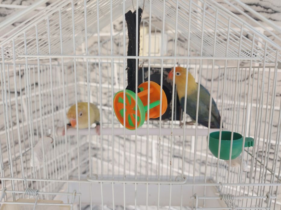 Красивые Неразлучники