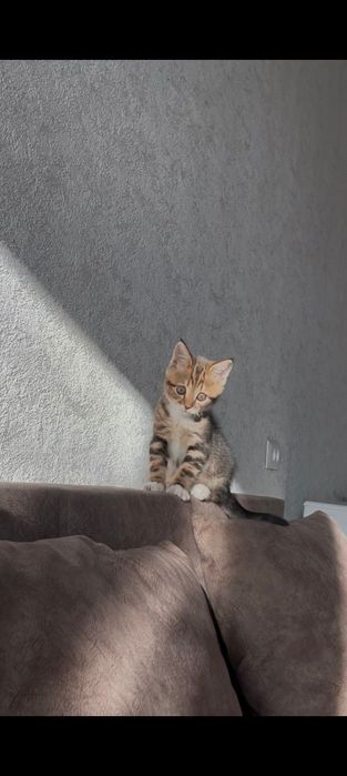 Отдам в добрые руки