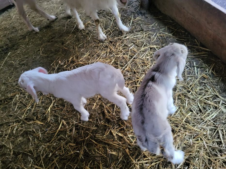 Козлята зааненской породы. Козленок. Козочка