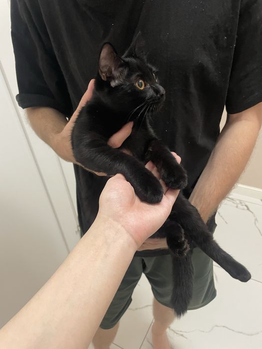 Отдадим котенка 4мес