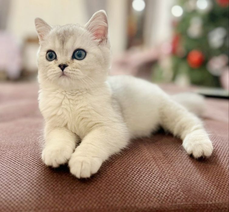 Британские серебристые шиншиллы