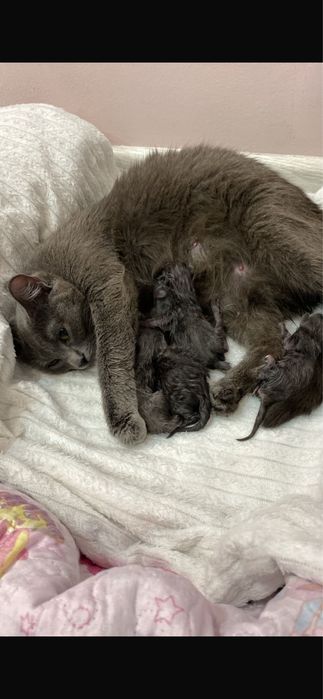 Вязка котов Астана