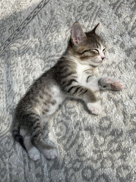 Котенок девочка бесплатно