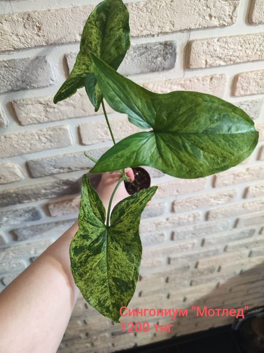 Алаказия Полли минт