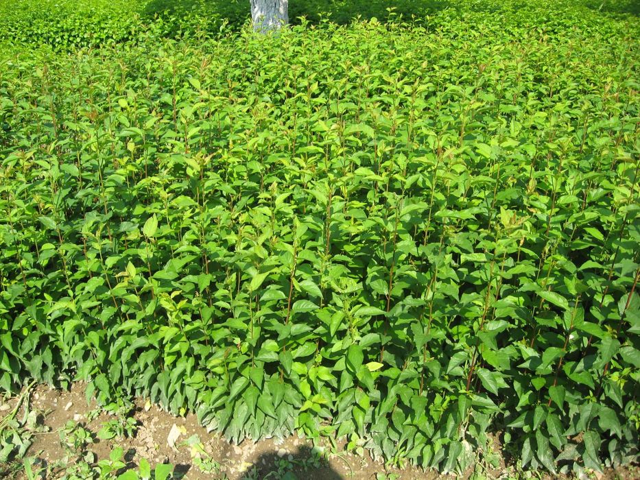 Продавам подложки джанка и махалебка.