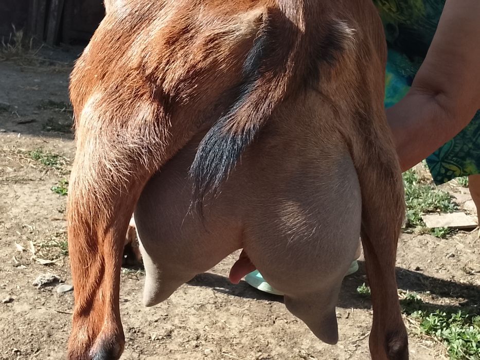 Vând capra buna de lapte alpino franceza