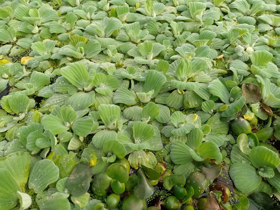 Pistia Salata de Nil , Zambile de apa amazoniene