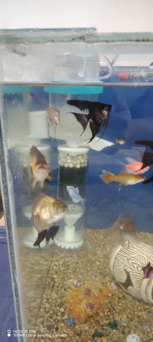 Аквариумные рыбки