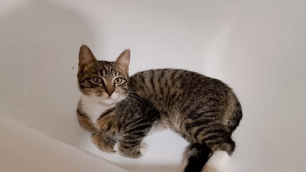 Кот  и котёнок  рыжий