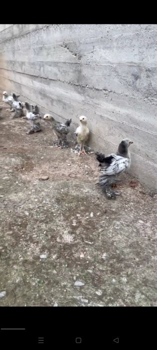 Брамма жужа хорозлар