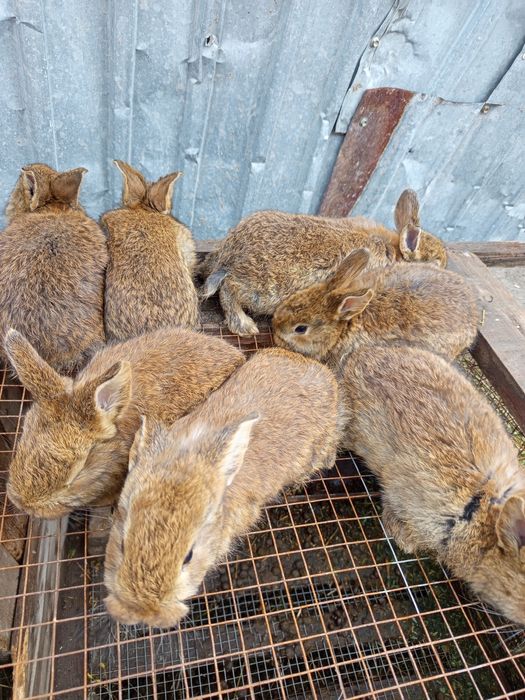 Продаётся кролики